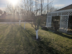 Photo de galerie - Entretien de fruitiers 