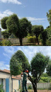 Photo de galerie - Tonte de pelouse - Débroussaillage