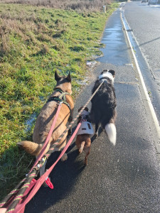 Photo de galerie - Garde d'animaux à mon domicile (sous conditions) 
Garde d'animaux à votre domicile (Hondschoote et alentours proches uniquement) 
Promenade de chiens 

[Auska - Kumyo et Solis]