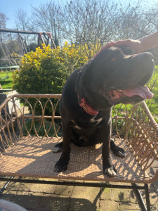 Photo de galerie - Mon chien 