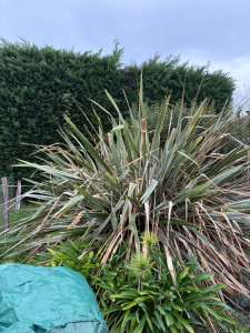 Photo de galerie - Elagage et coupe d'arbres