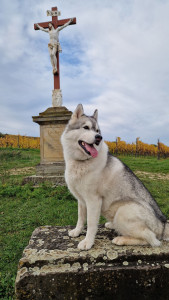 Photo de galerie - Louna ma chienne de 4ans½