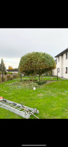 Photo de galerie - Taille de haies et d'arbustes