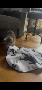 Photo de galerie - Zucchini prête à bondir !