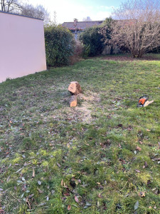 Photo de galerie - Elagage et coupe d'arbres