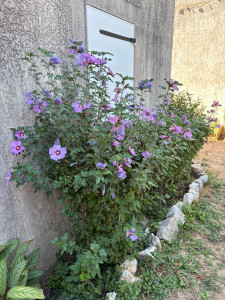 Photo de galerie - Fleurs , Hibiscus Syriacus; Oiseau Bleu 