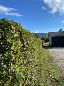 Photo de galerie - Taille de haies et d'arbustes