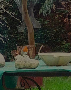 Photo de galerie - Je peux faire toute sortes de chose pour votre jardin tondre la pelouse tailler vos haies ect ect 