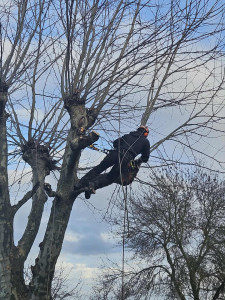 Photo de galerie - Elagage et coupe d'arbres