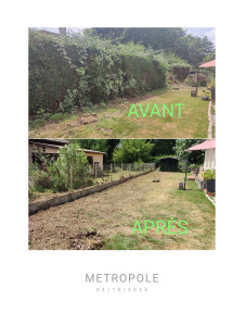 Photo de galerie - Abattage d'une haie plus arrachage des souches