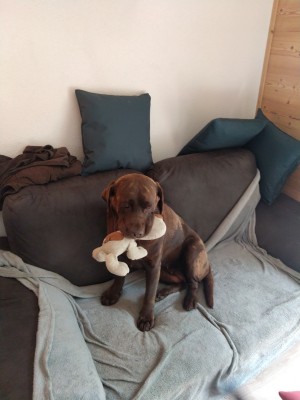 Photo de galerie - Garde chien