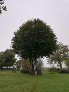 Photo de galerie - élagage d'un tilleul avec broyage de végétaux