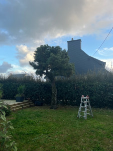 Photo de galerie - Remise en forme bonsaï de ce pin 