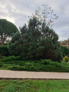 Photo de galerie - Suppression d'une sapinette 