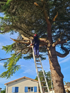 Photo de galerie - Elagage et coupe d'arbres