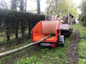 Photo de galerie - Elagage et coupe d'arbres