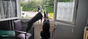 Photo de galerie - Garde chien