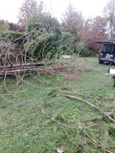 Photo de galerie - Abattage d'un sapin 