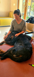 Photo de galerie - Séance d'acupuncture pour mon loulou