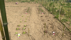 Photo de galerie - Désherber, jardiner, location Motobineuse