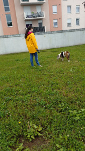 Photo de galerie - Garde Bouledogue anglais 5 ans 