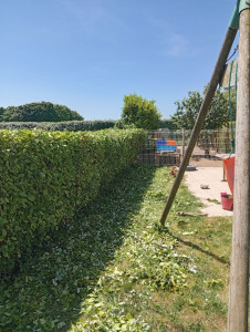 Photo de galerie - Taille de haies et d'arbustes