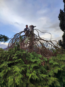 Photo de galerie - Rabattage d'un sapin