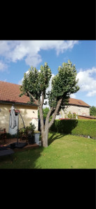 Photo de galerie - Elagage et coupe d'arbres