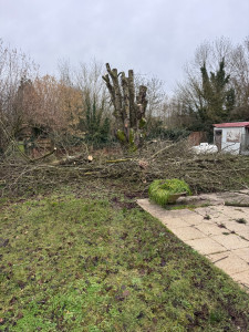Photo de galerie - Démontage marronnier 