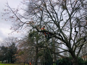 Photo de galerie - Élagage d’un tilleul ( suppression du bois mort et des branches dangereuses et remonté de couronne dans un lycée à Nantes