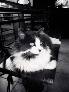 Photo de galerie - Garde animaux