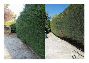 Photo de galerie - Haie de cyprés
