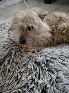 Photo de galerie - Garde du vieux Max plusieurs jours. Adorable, même si les promenades et les chats ne lui semblaient pas être appréciés.