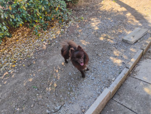 Photo de galerie - Spitz 