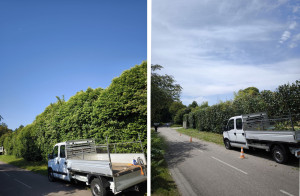 Photo de galerie - Taille et rabaissement de laurier 