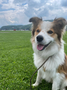 Photo de galerie - Petite sortie au lac avec ce border collie 