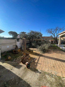 Photo de galerie - Abattage mûrier 