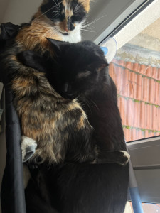 Photo de galerie - Zia et Zola, mes deux chats ?‍⬛ 