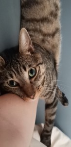Photo de galerie - Garde chat