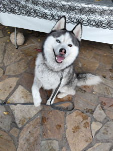 Photo de galerie - Garde animaux