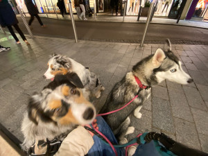 Photo de galerie - Promenade à 3 chiens! 