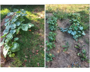 Photo de galerie - Arrosage et entretien d'un potager réalisée 