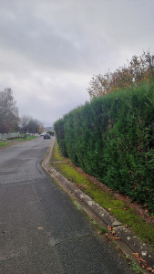 Photo de galerie - Elagage et coupe d'arbres