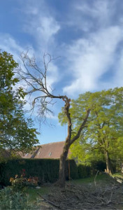 Photo de galerie - Elagage et coupe d'arbres