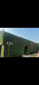 Photo de galerie - Taille haie 