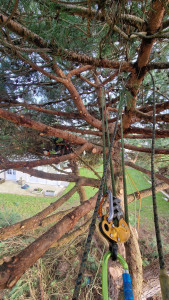 Photo de galerie - Taille d'éclaircie et de bois mort dans un pin parasol 