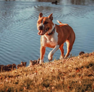 Photo de galerie - Garde chien