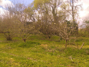 Photo de galerie - Taille entretien arbres fruitiers