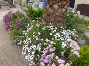 Photo de galerie - Aménagement jardin 
