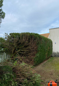 Photo de galerie - Taille de haie